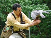 Mike Dupuy Falconry